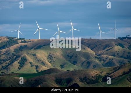 In der Nähe von Pahiatua, Distrikt Tararua, Nordinsel, Neuseeland Stockfoto