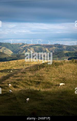 In der Nähe von Pahiatua, Distrikt Tararua, Nordinsel, Neuseeland Stockfoto