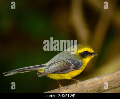 Nahaufnahme der Gelbbauchfantail (Chelidorhynx hypoxanthus) Stockfoto