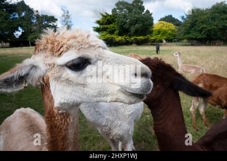 Alpakas, in der Nähe von Pahiatua, Distrikt Tararua, Nordinsel, Neuseeland Stockfoto