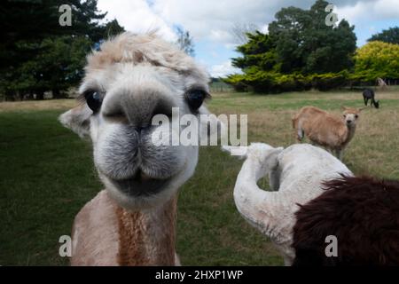 Alpakas, in der Nähe von Pahiatua, Distrikt Tararua, Nordinsel, Neuseeland Stockfoto