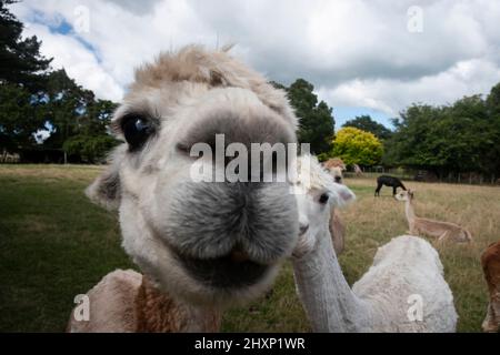 Alpakas, in der Nähe von Pahiatua, Distrikt Tararua, Nordinsel, Neuseeland Stockfoto