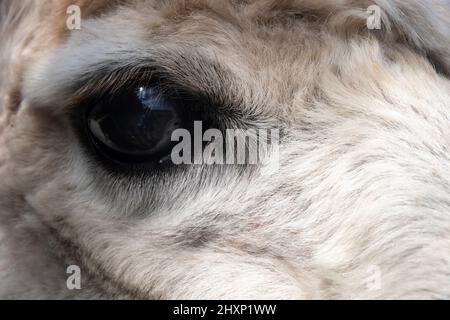 Alpaca's Eye, in der Nähe von Pahiatua, Tararua District, North Island, Neuseeland Stockfoto