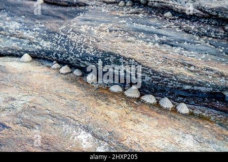 Eine Gruppe von gemeinen Schneckenschnecken, die an Steinen an einem Strand in Irland hängen. Stockfoto