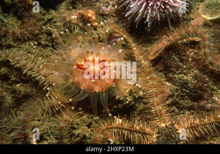 Devonshire Cup Coralle (Caryophyllia smithii) auf einer Felswand in schottischen Küstengewässern, Großbritannien. Stockfoto