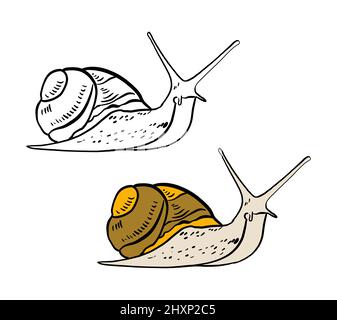 Illustration für ein Malbuch in Farbe und Schwarz-Weiß. Zeichnung einer Schnecke auf einem weißen isolierten Hintergrund. Hochwertige Illustration Stockfoto