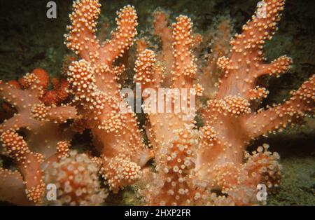 Rote Seefinger (Alcyonium glomeratum) Polypen zurückgezogen, Kanalinseln, englischer Kanal. Stockfoto