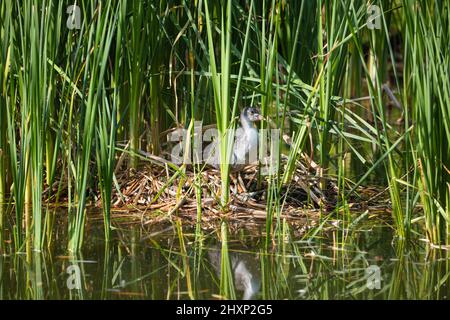 Eurasischer Ruß (Fulica atra) Jungvögel im Nest versteckt im Schilf am See im Frühjahr. Stockfoto