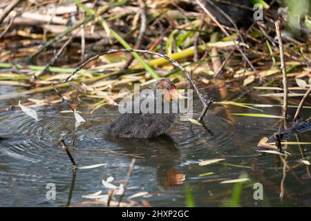 Eurasischer Ruß (Fulica atra) Baby Vogel im seichten Wasser des Sees. Stockfoto