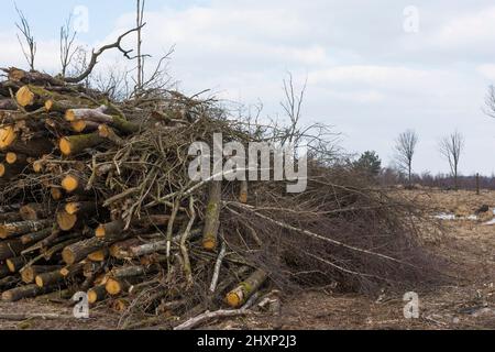 Frisch gefällte Bäume, um das Hochmoor beim Wasserbewirtschaftungsprojekt für Feuchtgebiete im Nationalpark „groote Peel“ in den Niederlanden nass zu halten Stockfoto