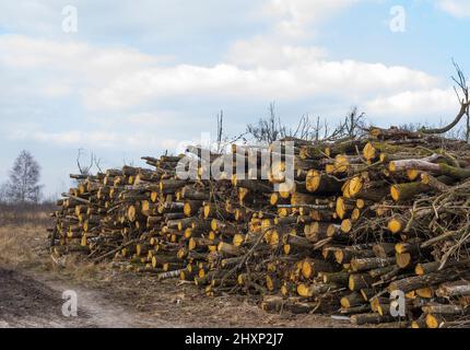 Frisch gefällte Bäume, um das Hochmoor beim Wasserbewirtschaftungsprojekt für Feuchtgebiete im Nationalpark „groote Peel“ in den Niederlanden nass zu halten Stockfoto