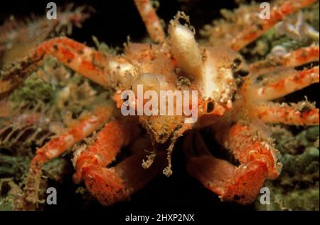 Lauchspinnenkrabbe (Inachus pals angium) in Küstengewässern, Großbritannien. Stockfoto