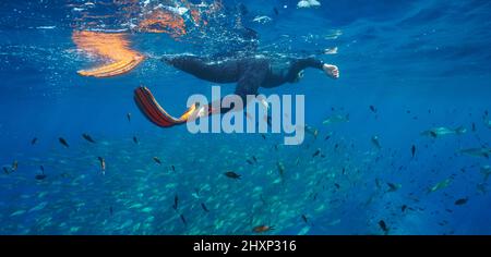 Mann schnorcheln mit einem Schwarm von Fischen im Meer, Unterwasser Mittelmeer, Frankreich Stockfoto