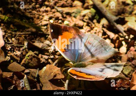 Großer Schmetterling auf dem Boden schöner orangefarbener Eichenblatt- (Kallima inachus) Schmetterling Stockfoto