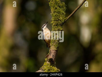 Eurasian Nuthatch, sitta europaea, auf einem moosigen Zweig im Wald, Lancashire, Großbritannien Stockfoto
