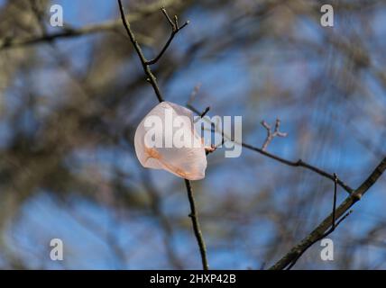 Plastiktüte in Ästen von Bäumen gefangen Stockfoto