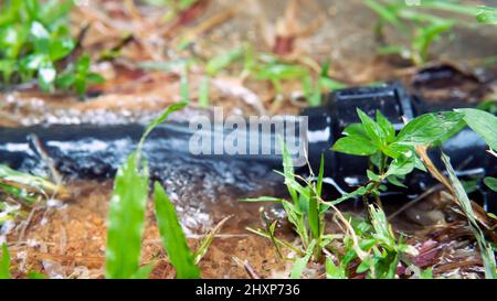 Gebrochene Wasserleitung . Selektiver Fokus auf das Rohr und das fließende Wasser. Stockfoto