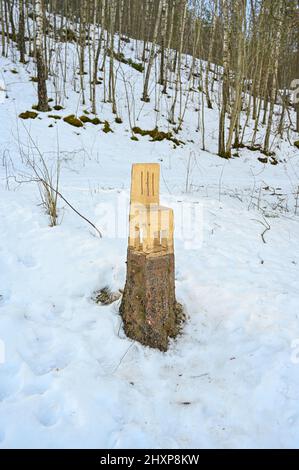 Stuhl ist mit Kettensäge frum Baumstumpf geschnitten Stockfoto
