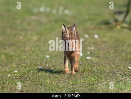 Ein wilder Braunhasen, der in Richtung Kamera durch die Gänseblümchen am Rande des Bauerngrases läuft. Suffolk, Großbritannien Stockfoto