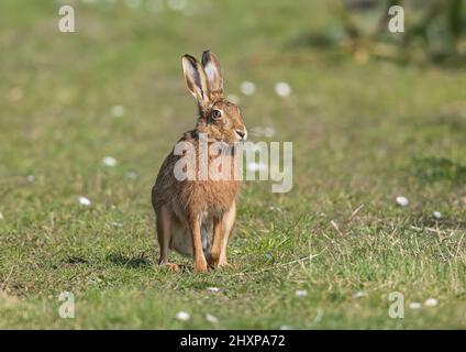 Ein wilder brauner Hasen, der zwischen den Gänseblümchen sitzt. Eine intime Aufnahme mit riesigen Ohren, langen Schnurrhaaren und schönen orangefarbenen Augen. Suffolk, Großbritannien Stockfoto