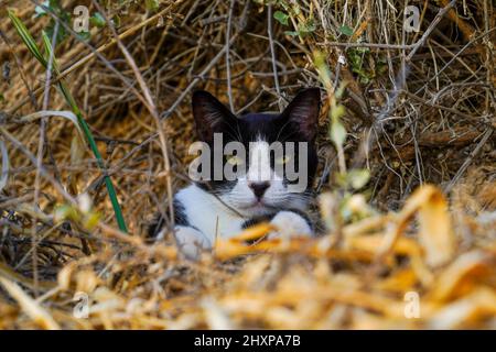 Ein Porträt einer schwarz-weißen Katze, die aus der Mitte der Pflanzen in einem Gartenfeld blickt Stockfoto