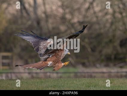 Ein Red Kite in Aktion, die Krallen ausgestreckt, bereit, etwas zu essen zu packen. Suffolk, Großbritannien Stockfoto