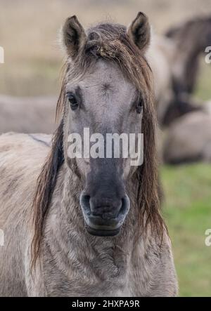 Ein winterharter, frei herumziehender Konik Pony, der die Kamera anschaut Diese alte Rasse wird für die Habitatbildung und den Erhalt der Beweidung in den Fens, Großbritannien, verwendet Stockfoto