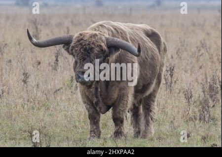 Ein großer Hochland-Bul, der auf die Kamera schaut. Er hat enorme Hörner und wird für die Beweidung im Cambridgeshire Fens verwendet. VEREINIGTES KÖNIGREICH Stockfoto