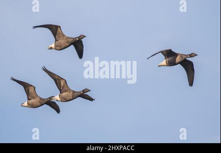 Vier dunkelbauchige Brent-Gänse fliegen in Formation über die North Norfolk Coast. VEREINIGTES KÖNIGREICH Stockfoto