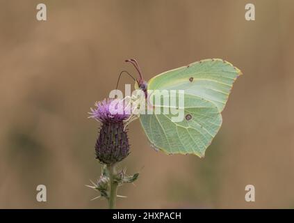 Eine Makroaufnahme eines wunderschönen Brimstone Butterfly, der seine Unterflügel, Antennen und Proboscis deutlich zeigt. Fütterung auf einer lilafarbenen Distel. Suffolk, Großbritannien Stockfoto