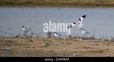 Avocettes élégantes dans le Hable d'Ault.Cote picarde. Stockfoto