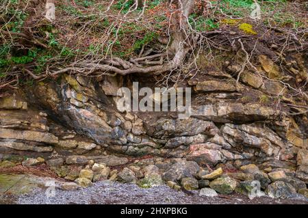 Freiliegende Baumwurzeln nach einem Rokkfall, der durch starken Regen verursacht wurde. Stockfoto