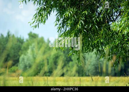 Frische Weidenzweige und ein Wald in der Ferne, Sommertag Stockfoto