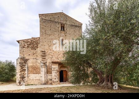 Haupteingang zur Abtei Sant Antimo (Abbazia di Sant'Antimo) mit einer offenen massiven Holztür und einem riesigen Olivenbaum vor der Tür. Toskana, Italien Stockfoto