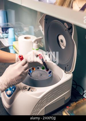 Die Krankenschwester legte Blutprobe in die Laborzentrifuge, um Flüssigkeiten zu trennen. Stockfoto