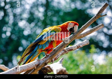 Roter und blauer Ara-Ara, der sich im Baumzweig ernährt. Stockfoto