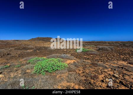 Vulkanisches Buschland nördlich von Costa Teguise, Lanzarote, Kanarische Inseln, Spanien. Stockfoto