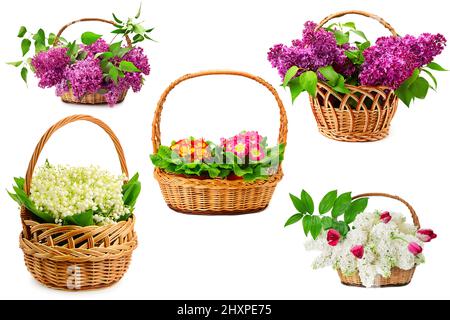 Schöne frische Veilchen, Schneeglöckchen, Flieder in großen Körben isoliert auf weißem Hintergrund. Stockfoto