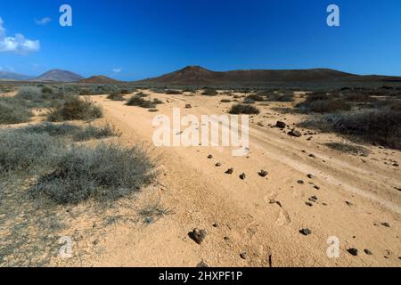 Vulkanisches Buschland nördlich von Costa Teguise, Lanzarote, Kanarische Inseln, Spanien. Stockfoto