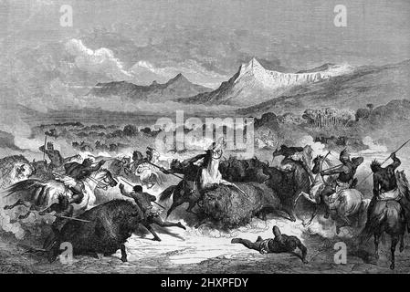 Buffalo Hunt oder Bison Hunt unter Lenape oder Delaware Indianer oder Indianer USA oder Vereinigte Staaten von Amerika. Vintage Illustration oder Gravur 1860. Stockfoto