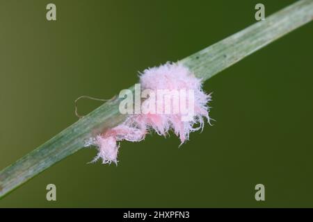 Laetisaria fuciformis, bekannt als Rote Fadenkrankheit, ein Pflanzenerreger, der Rasenflächen infiziert, hier im kleinen, rosa, wollwollartigen Myzel-Stadium Stockfoto