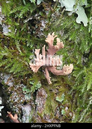 Lentaria byssiseda, ein Korallenpilz aus Finnland, der auf Eichenstämmen wächst, kein gebräuchlicher englischer Name Stockfoto