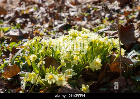 Im Frühjahr wächst die wilde Primrose zwischen den Blättern, auch Primula vulgaris genannt Stockfoto