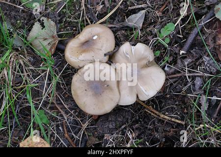 Entoloma clypeatum, bekannt als Shield Pinkgill, wilder Pilz aus Finnland Stockfoto