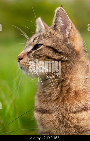 Katze sitzt auf einer Wiese, Frühling und Sommer Saison, Haustier, Porträt Stockfoto