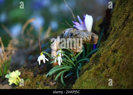 Safran, Schneeglöckchen und Primeln, blühende Frühlingsblumen Stockfoto