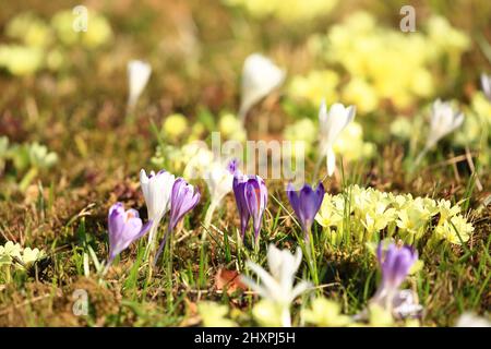 Frühling blüht auf der Wiese in schönen sonnigen Tag Stockfoto