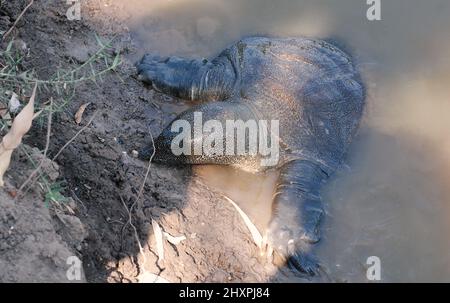 Nilsoftshell-Schildkröte in Nahal Alexander in Israel, Trionyx triunguis im Wasser, in dem Flüsse leben Stockfoto