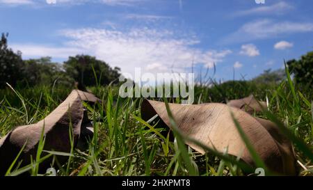 Nahaufnahme der trockenen Blätter braune Farbe auf dem Gras im Park unter dem blauen Himmel Stockfoto