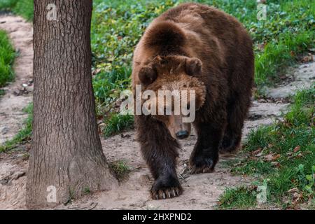 Braunbär im Wald. Kamtschatka-Bär (Ursus arctos beringianus) Stockfoto